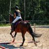 equestrian_s.l