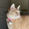 roti_the_cat