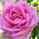 @va.l.s