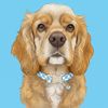 remy.the.spaniel