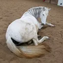 @kismetfarm