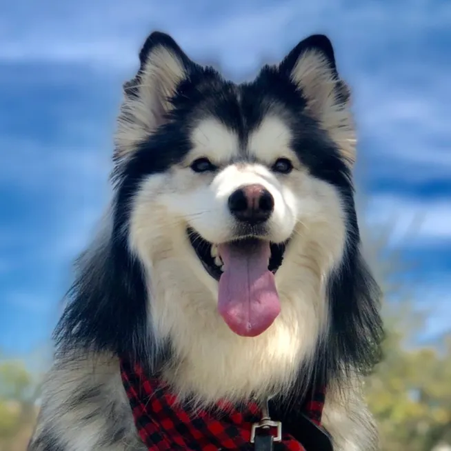 @bandit.thehusky