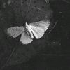 heavenly.expire