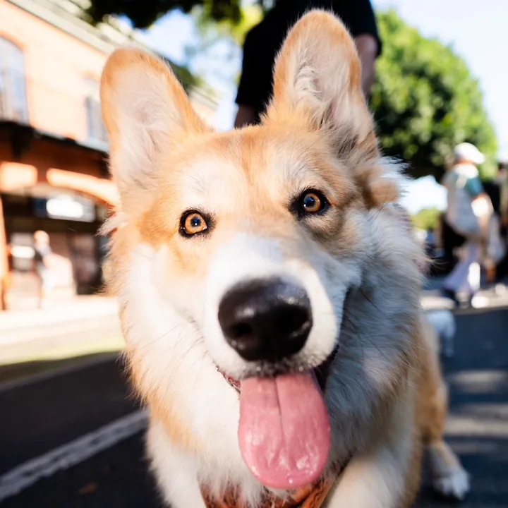 apollothecorgimute