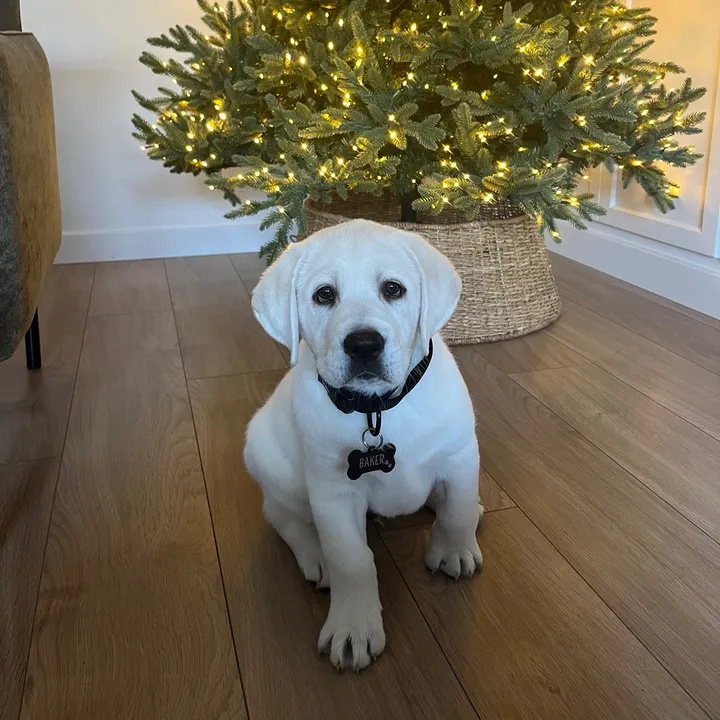 @bakerthewhitelab