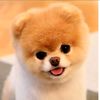 dogadoption19