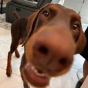 @dracobanano