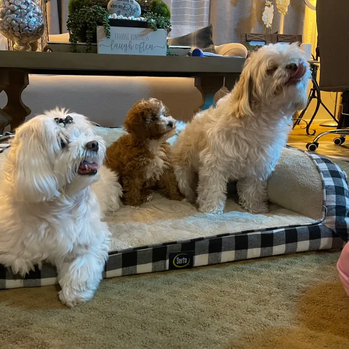 momspups