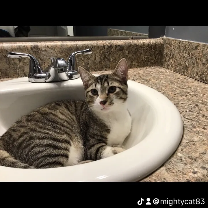 mightycat83
