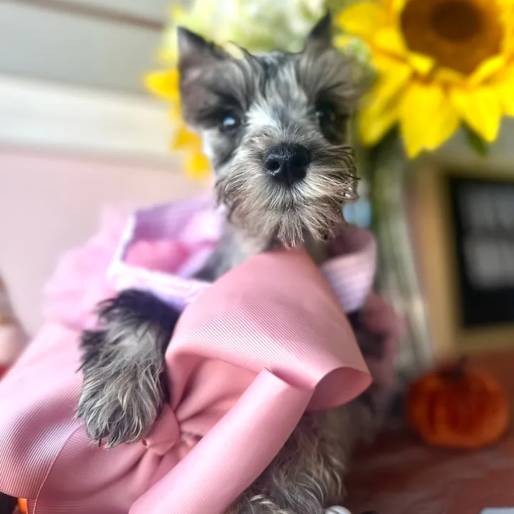 @furry_babies_portage