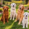 sagesgoldens