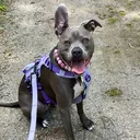 @ivy_the_pitty