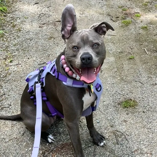 ivy_the_pitty