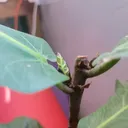 @botani_core