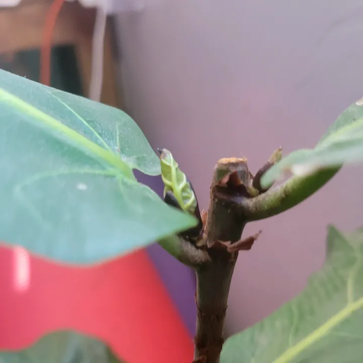 botani_core