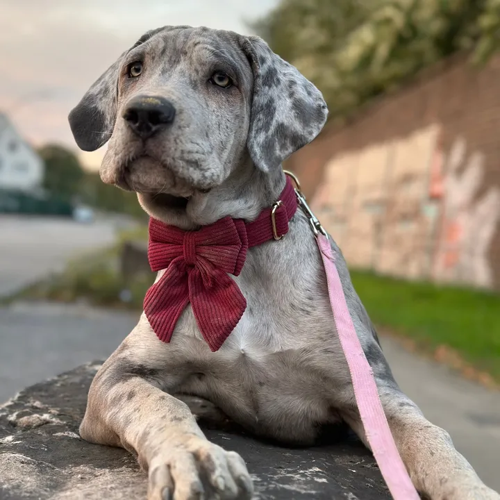 @loucanecorso