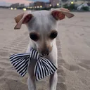 @tbdtherescuechihuahua