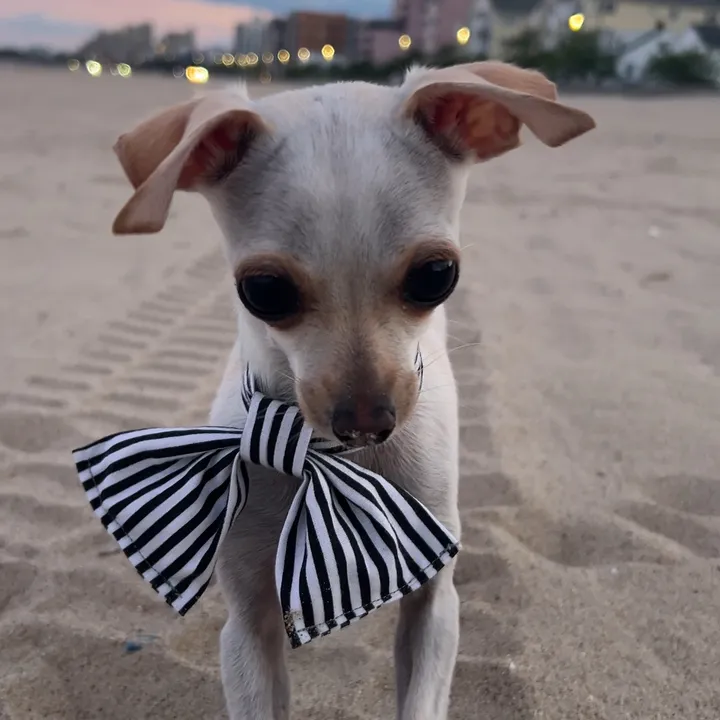tbdtherescuechihuahua