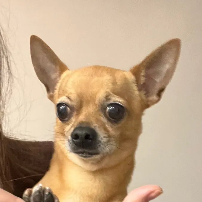 oscar_il_piccolino