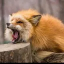 @ilovefox20