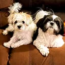 @livinlifewithsugieandson