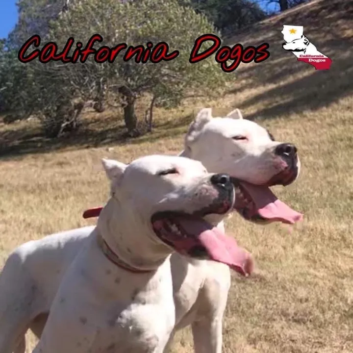 californiadogos