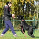 @tj_dogsport