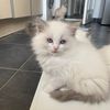 marysragdolls