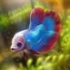 vogelsbettas