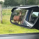 @equine.s.2022