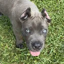 @scoobyskitchen.com