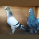 @guvercin_ve_ben