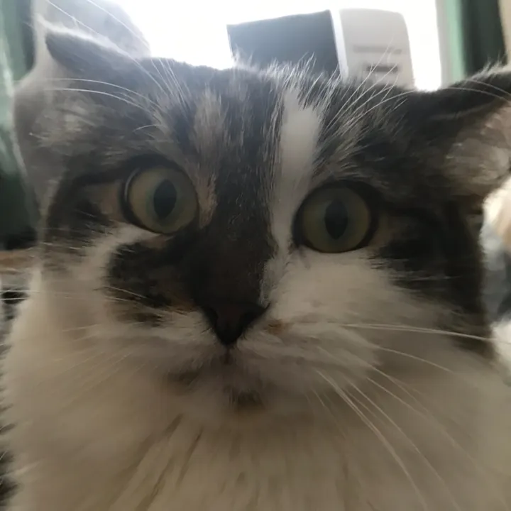 alifromalabama