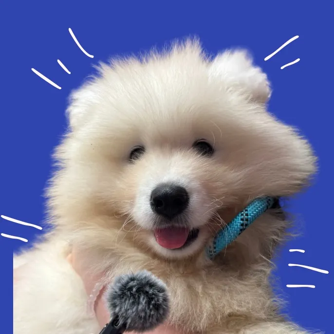 its.mishka.the.samoyed