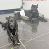 thefurfamilyoftiktok