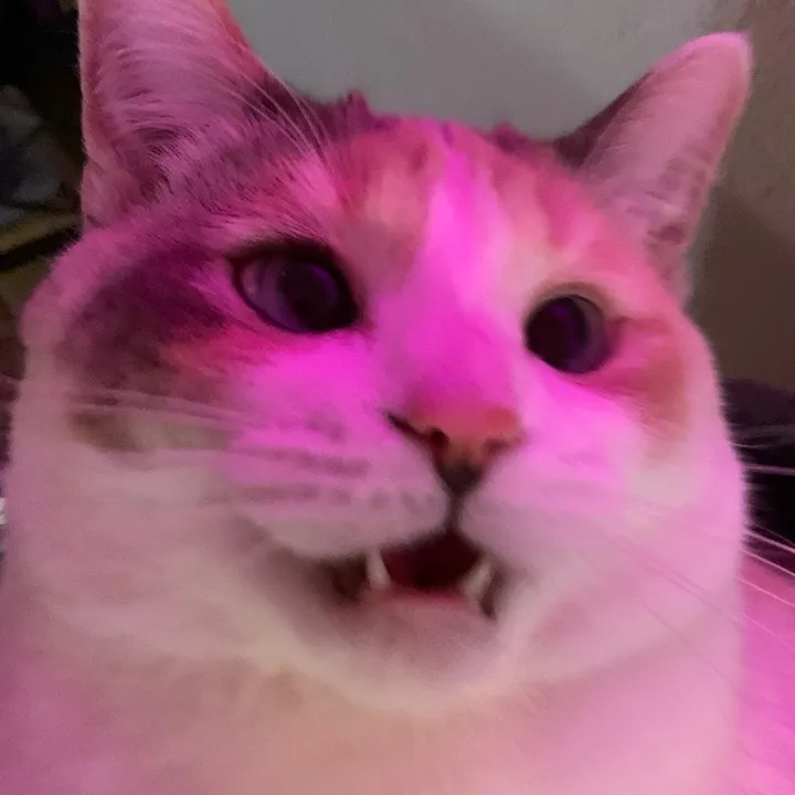 @fatfatpankocat