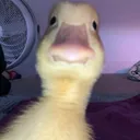 @shortgamesads