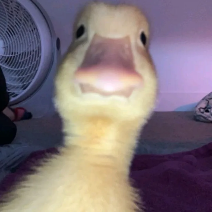 shortgamesads