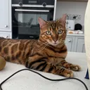 @houseofbengalsss
