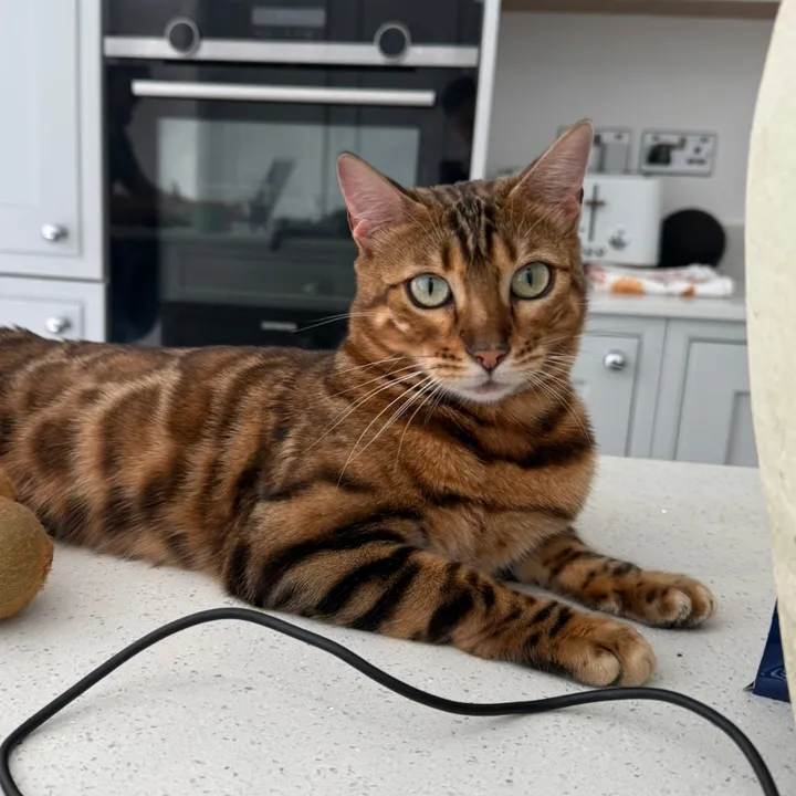 @houseofbengalsss