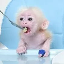 love.animalscute