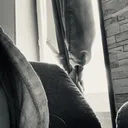 @lucellia60