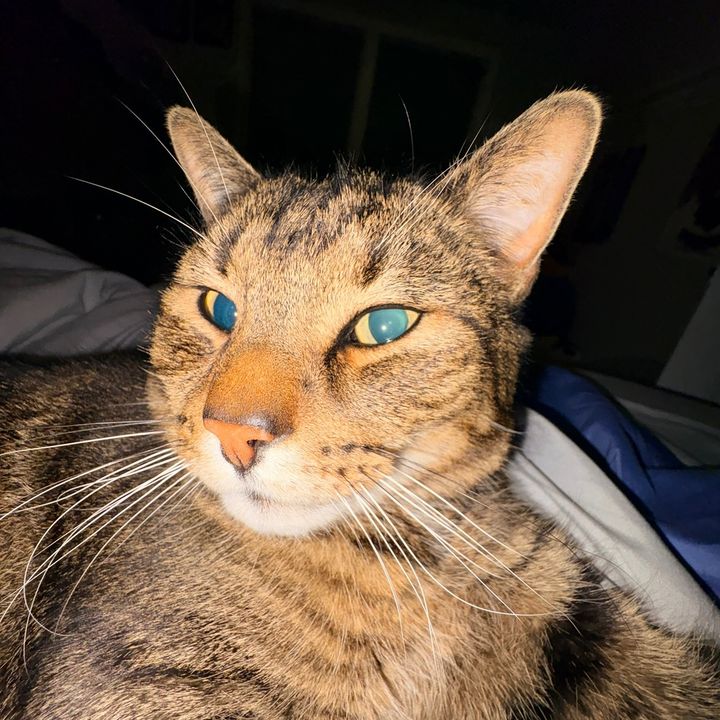 monkey_fb - original sound