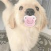 puppiestt_