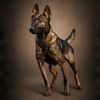 k9_dina