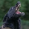 offbrandgsd