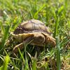 wurmytheturty