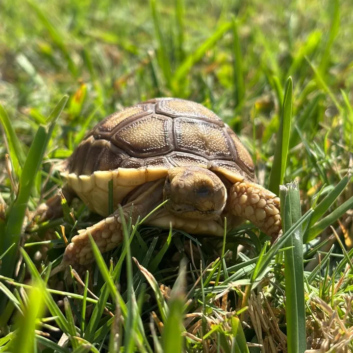 wurmytheturty
