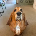 @frankthetankbasset