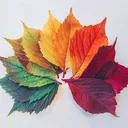 @sovia.au